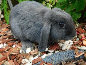 Samiczka niebieska mini lop - 4