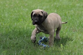 Presa Canario Dog Kanaryjski - 4