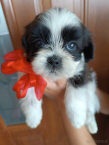 ShihTzu - 4