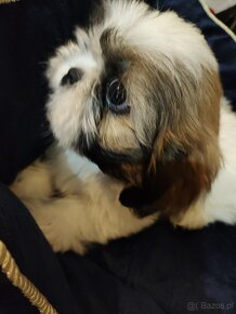 Piesek mieszanka (pekińczyk -shih tzu) - 4