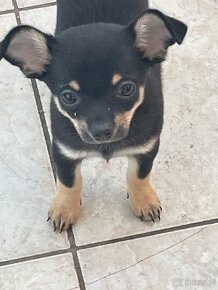Chihuahua szczenieta rasowe - 4