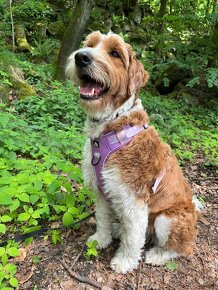 Szczeniak  Rasowy Hybryda Aussiedoodle - 4