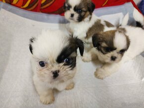 Szczeniaki mieszanka (pekinczyk-shih tzu) - 4