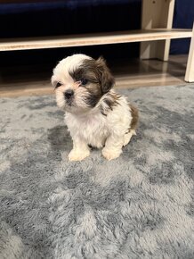 Shih-tzu z rodowodem, Shih tzu, Shi tzu, si cu - 4