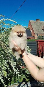 Pomeranian szpic miniaturowy ZKwP FCI - 4