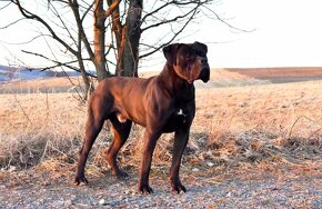 Cane Corso szczenięta FCI pedigree - 4