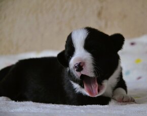 Welsh Corgi Cardigan FCI - 4