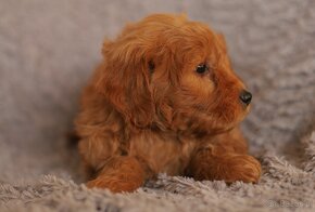 Szczenięta goldendoodle. - 4