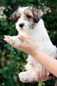 Jack Russell Terrier - hodowla ZKwP, szczenięta z metryką - 4