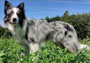 Reproduktor - Krycie - Border Collie - 4