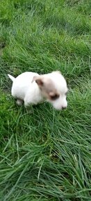 Jack Russell terrier - 4