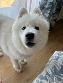 Sprzedam Samoyeda 7 miesięcznego - 4