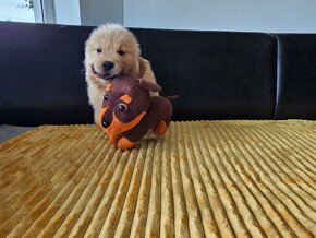 GOLDEN RETRIEVER-amerykańska linia, amerykański, mocny - 4