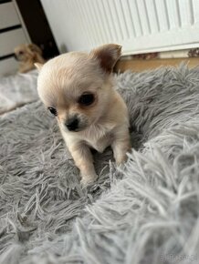 Sprzedam szczeniaczki chihuahuały - 4