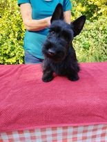 Skotský teriér - scottish terrier - 4