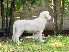 Golden Retriever  chłopiec - 4