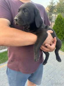 Labrador retriever szczeniak czarnej maści - 4