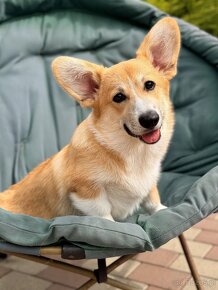 Welsh Corgi Pembroke - 4