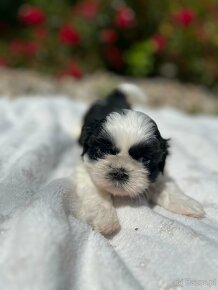 Szczeniak Shih Tzu - 4