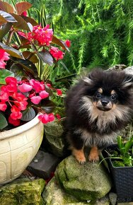 Sunia pomeranian szpic miniaturowy Black and tan - 4