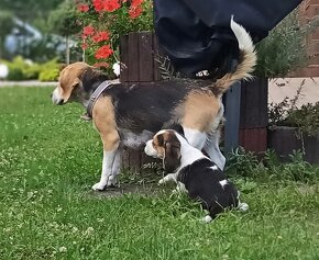 Beagle tricolor - 4