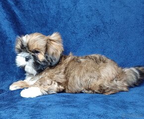 Shih Tzu chłopak złoty z białym - 4