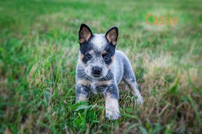 Australian cattle dog - 4