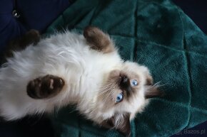 Puchate cuda Ragdoll - 4