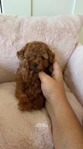 Pudel zabawkowy  / Toy Poodle / Toy Pudle / Той Пудель - 4