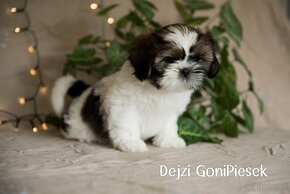 Shih Tzu Tricolor - 4