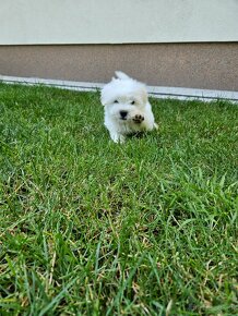 Rasowe Szczenięta Coton de Tulear - 4