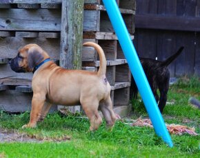 SPRZEDAM szczenieta rasy boerboel - 4