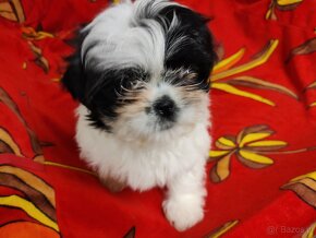 Shih tzu suczka - 4