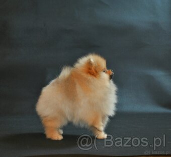 Pomeranian - 4