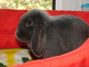 Niebieskie baranki mini lop samczyki - 4