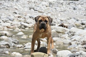 Cane Corso szczenięta - 4