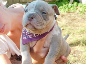 Szczenięta American Bully Pocket Exotic Top Bloodline - 4