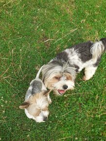 Yorkshire Terrier Biewer - 4