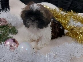 Wesole pieski shih tzu - 4