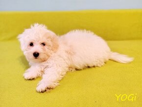 Samiec Piesek Coton De Tulear Szczenię szczeniak Kraków YOGI - 4