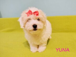 Suczka Coton De Tulear Szczenię szczeniak Kraków YUNA - 4