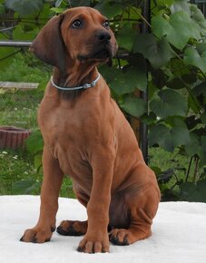 Rhodesian Ridgeback piękne szczenięta wystawowe FCI. - 4