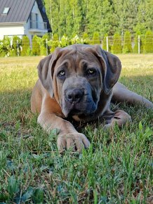 Cane Corso Italiano Puppies (FCI) - 4