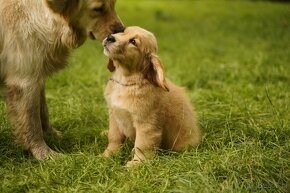 golden retriever - 4