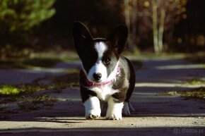 Welsh Corgi Cardigan FCI - 4