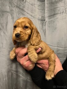 Piękna suczka rasy Cocker Spaniel Angielski - 4