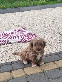 Maltipoo szczeniaki - 4