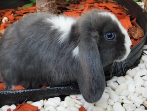 Samiczki mini lop niebieskie - 4