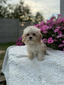 Maltipoo - piesek i suczka - 4