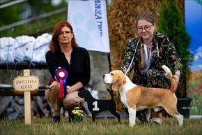 BEAGLE-piękne szczeniaki, po championach, ZKwP/ FCI - 4